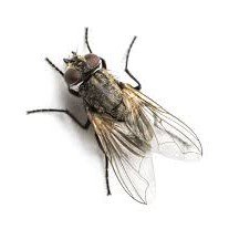 Flies Controlling Services in Dubai