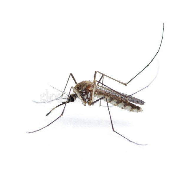 Mosquitoes Controlling Services in UAE