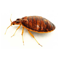 Bed Bugs Removing Services in Dubai